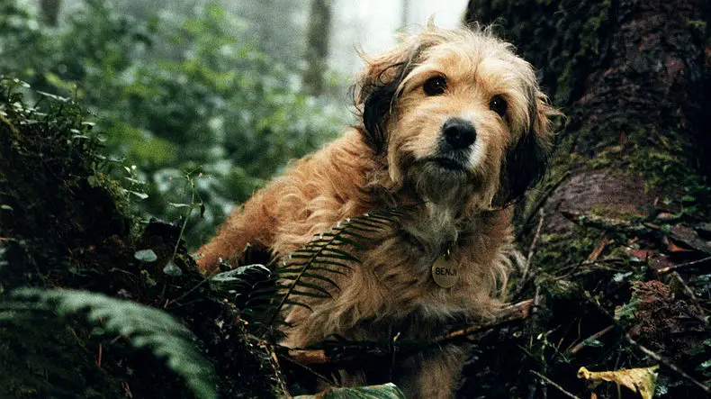 丛林赤子心剧照1