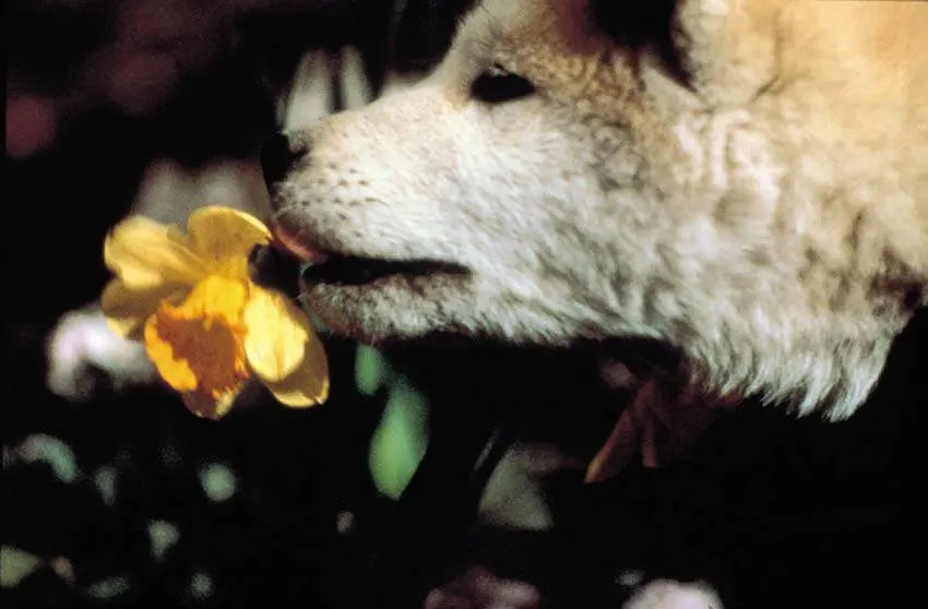 忠犬八公物语剧照3