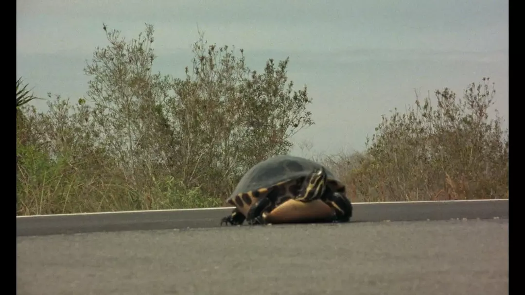 美国一号公路剧照1