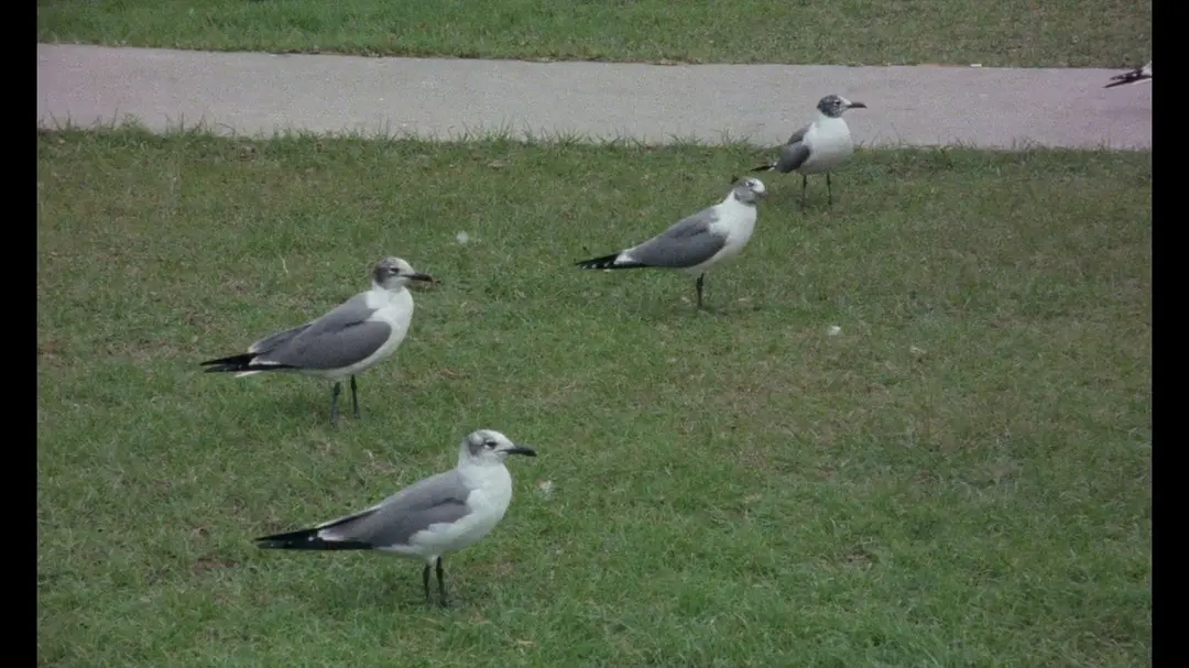 美国一号公路剧照2