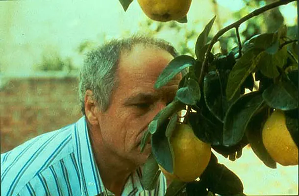 榅桲树阳光剧照1