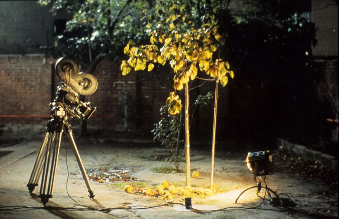 榅桲树阳光剧照2