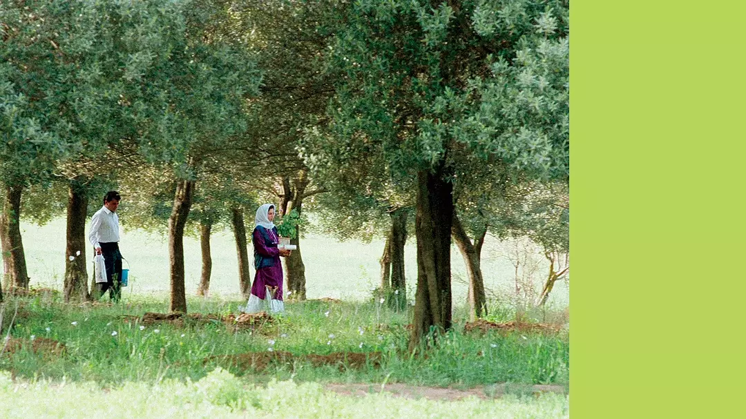 橄榄树下的情人剧照1