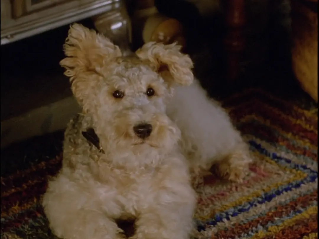 无言的证人剧照2