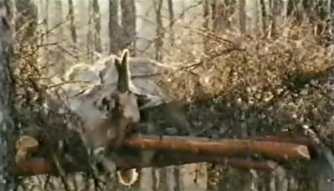 神鹿呀,我们的神鹿剧照2