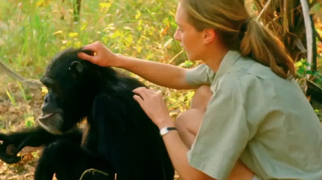 珍古德的野生黑猩猩剧照1