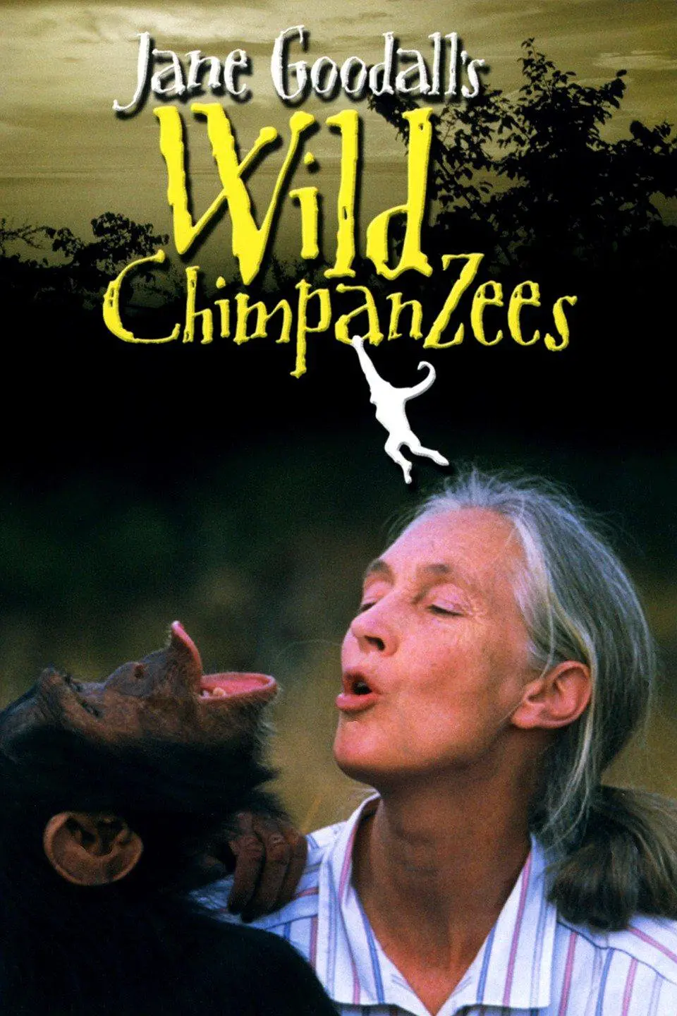 珍古德的野生黑猩猩剧照2