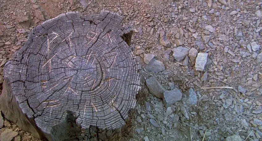 圈套剧场版1剧照2