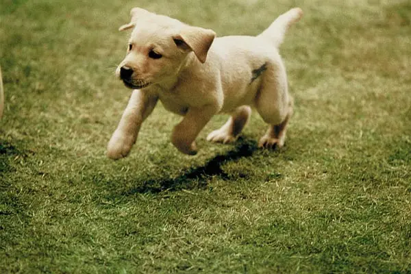 导盲犬小Q剧照1