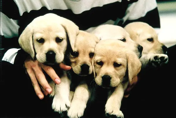 导盲犬小Q剧照2