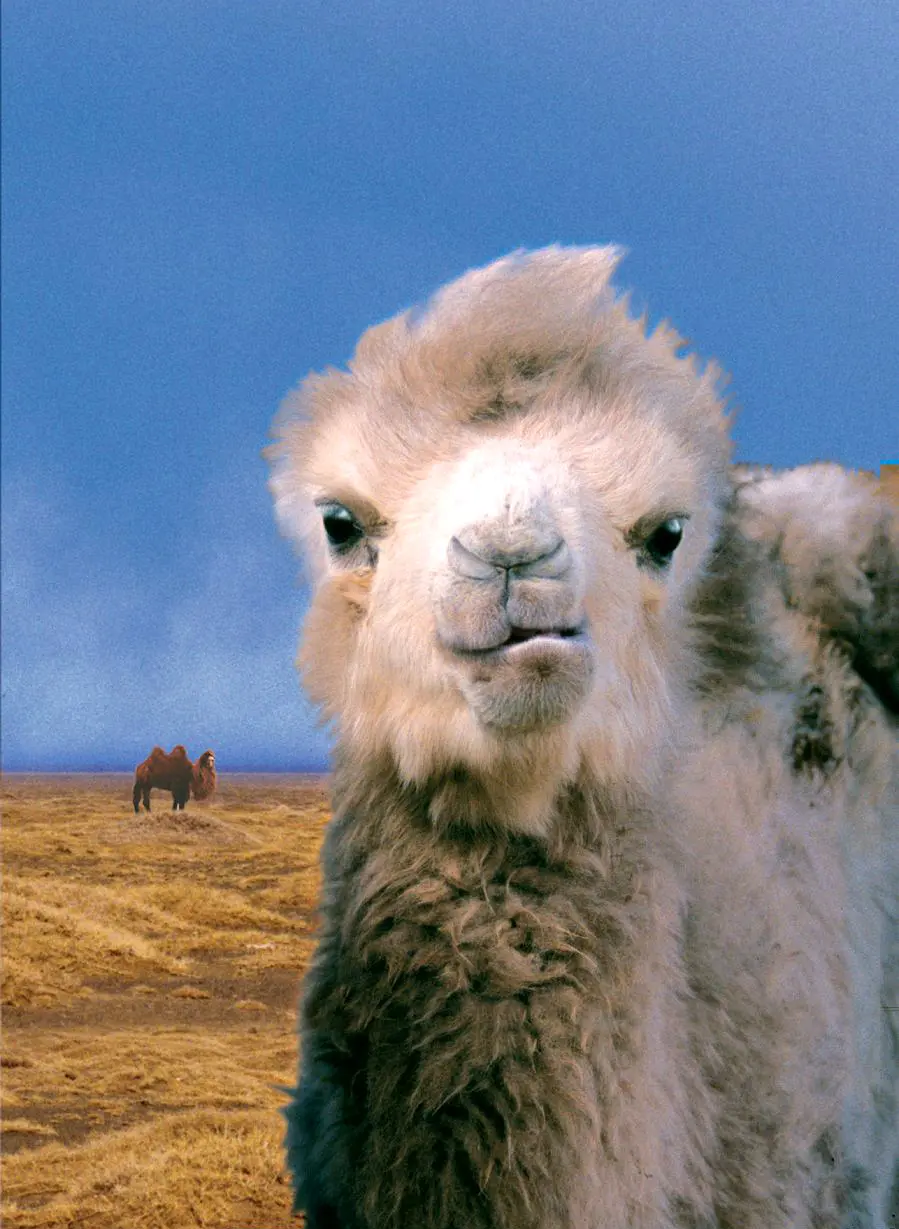 哭泣的骆驼剧照1