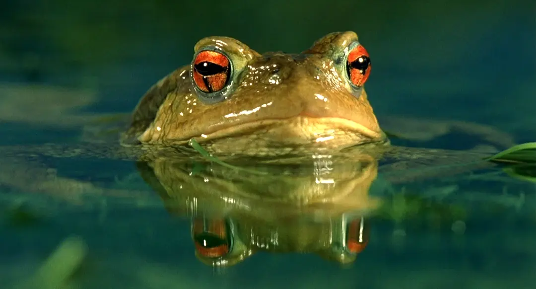 小宇宙2:基因狂想曲剧照2