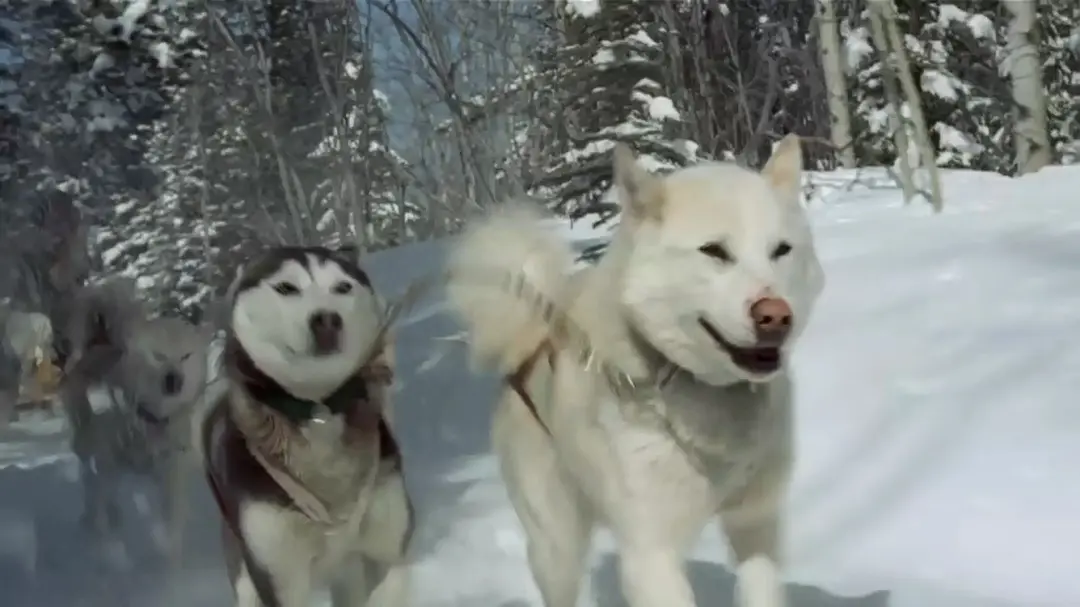 最后的猎人剧照1