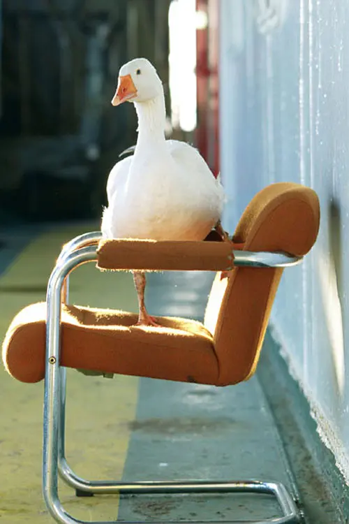 言语的秘密生活剧照1