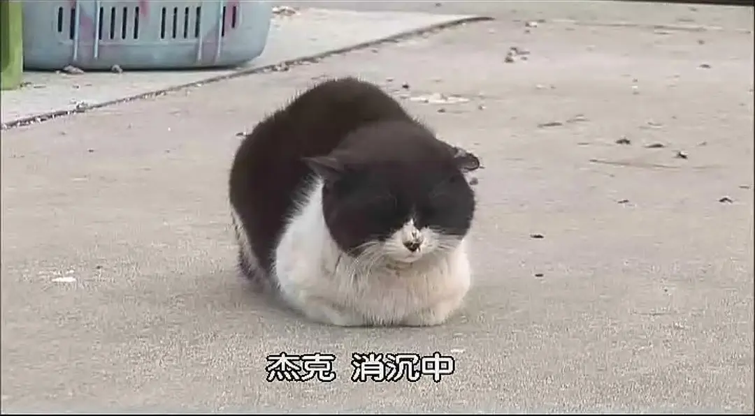 猫咪物语剧照1