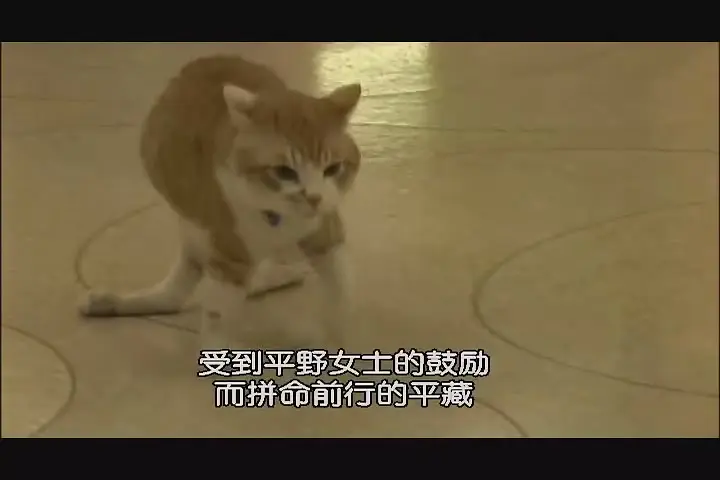 猫咪物语剧照2