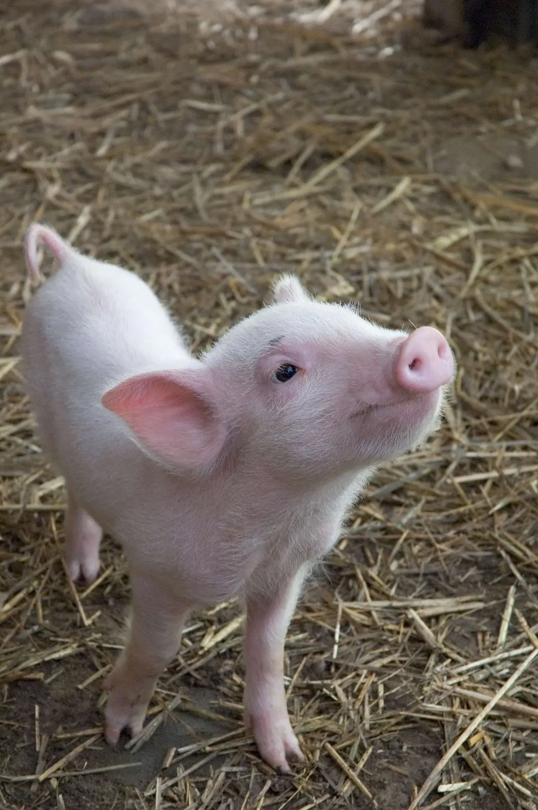 夏洛特的网剧照1