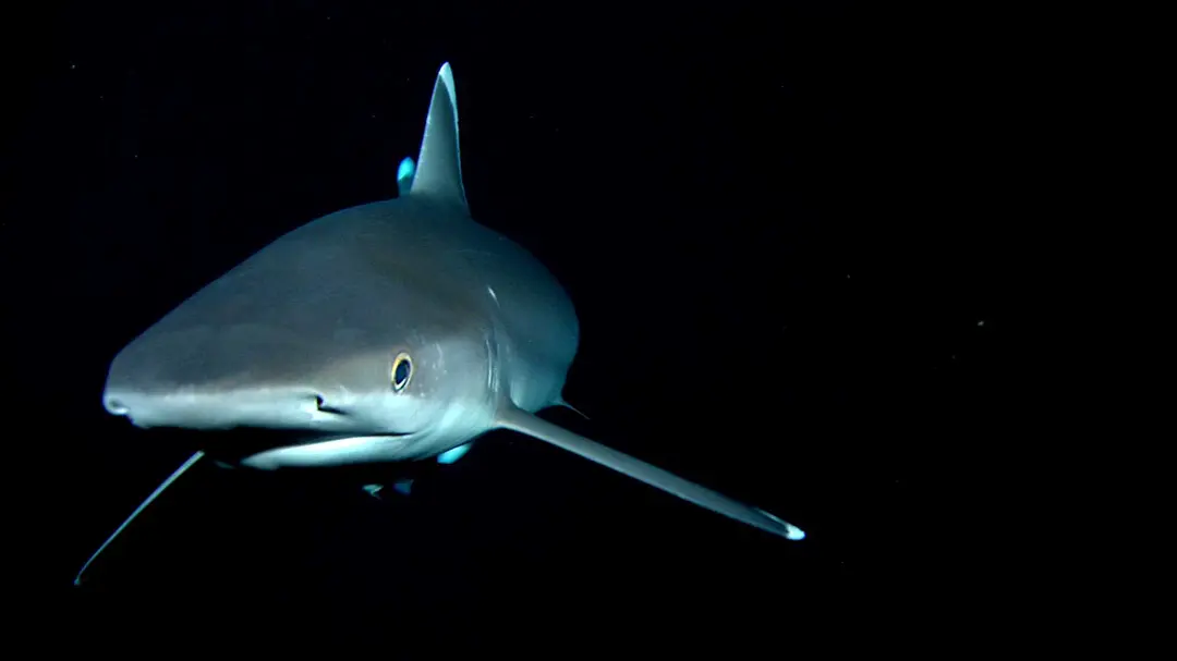鲨鱼海洋剧照1