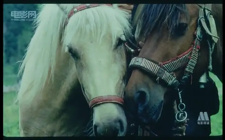 香巴拉信使剧照2