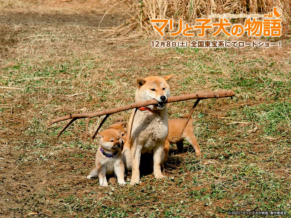 爱犬的奇迹剧照1