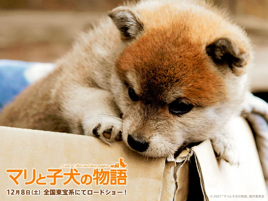 爱犬的奇迹剧照3