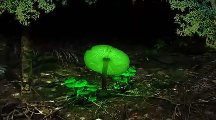 了解你的蘑菇剧照2