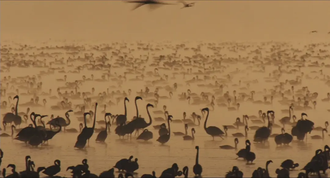 红色翅膀：火烈鸟故事剧照1