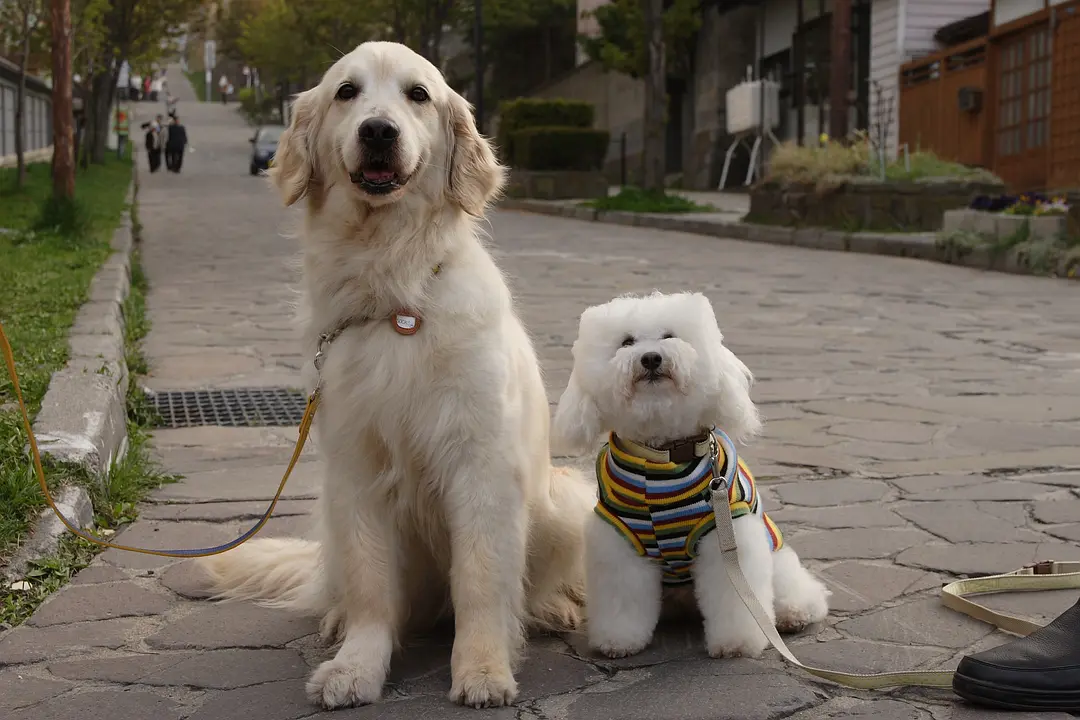 狗狗与我的十个约定剧照2