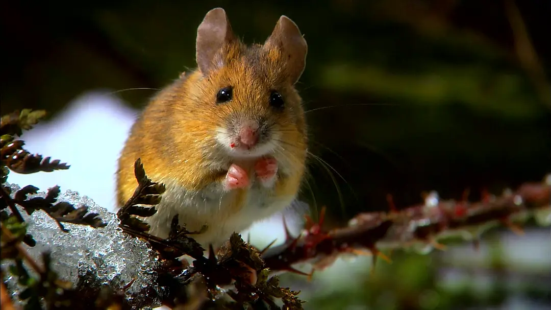 神话的森林剧照2