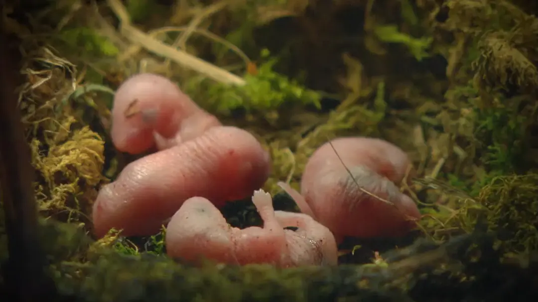 神话的森林剧照3