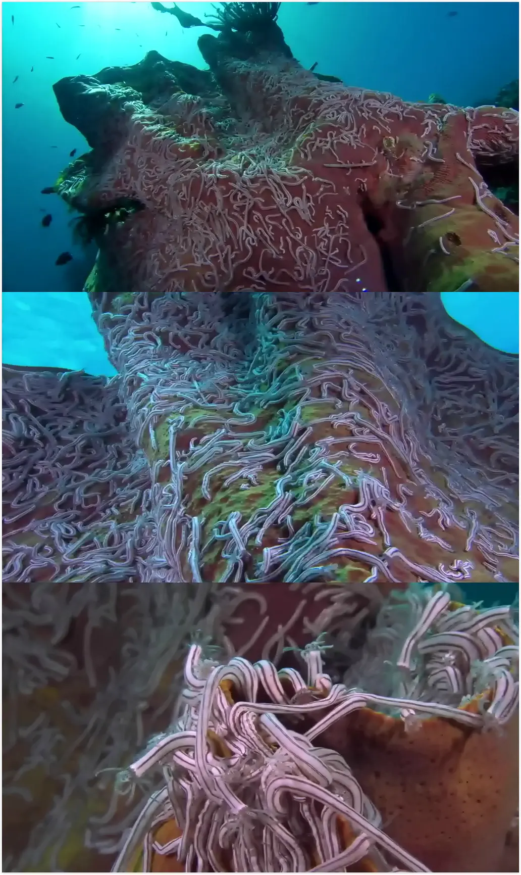 梦幻珊瑚海：唤醒剧照2