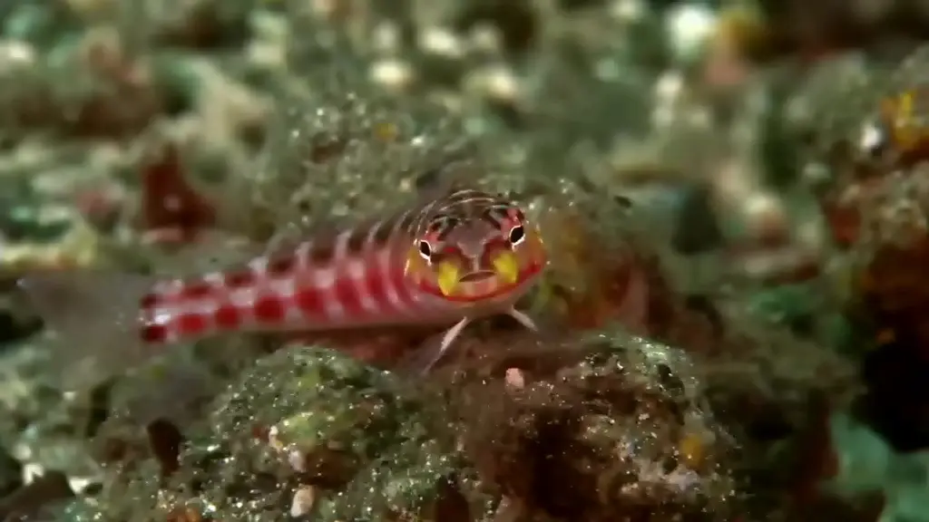 梦幻珊瑚海：唤醒剧照3