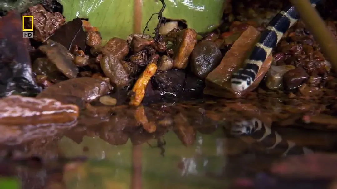 眼镜蛇的秘密剧照2