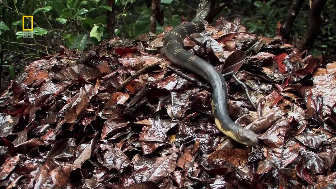 眼镜蛇的秘密剧照3