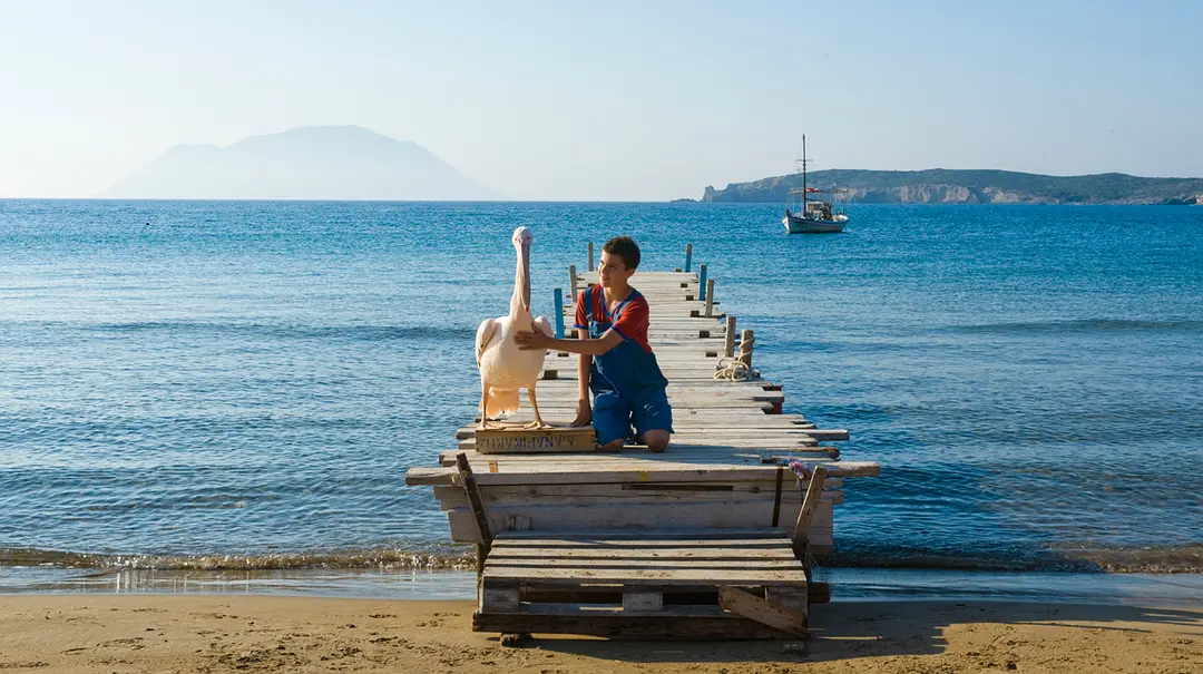 男孩与鹈鹕剧照1