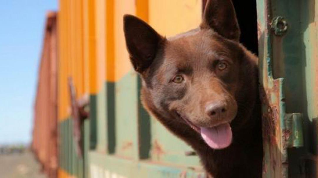 红犬历险记剧照2