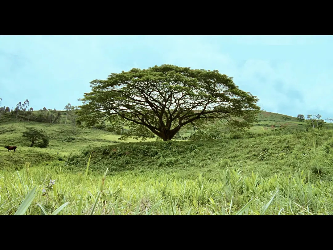 我亲爱的甜橙树剧照1