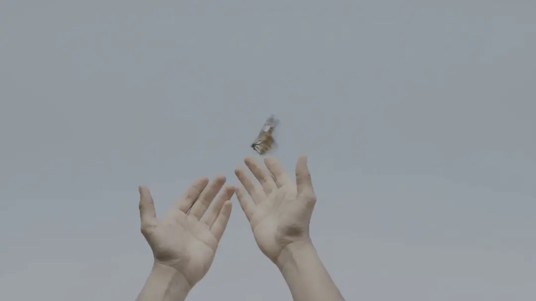 帝王蝶的迁徙剧照1