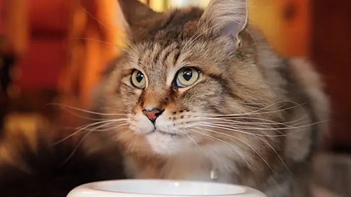 BBC地平线：猫的秘密生活剧照2