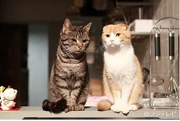 最完美的离婚 2014特别篇剧照1