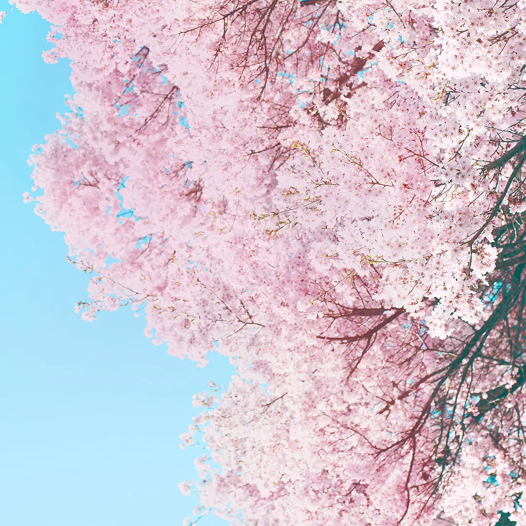 小森林 冬春篇剧照2