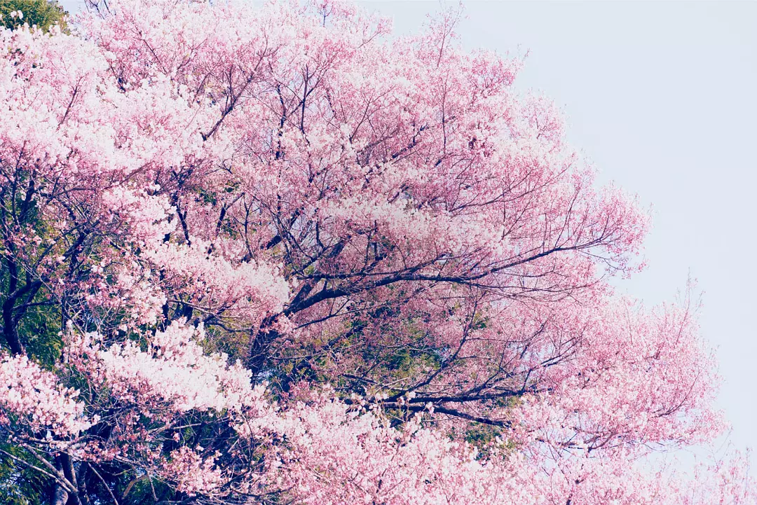 小森林 冬春篇剧照3