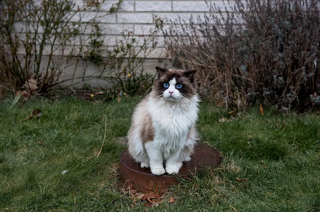 一个叫欧维的男人决定去死剧照2