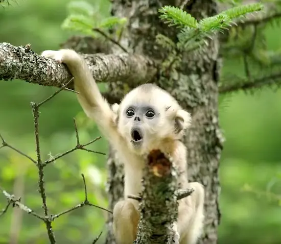 我们诞生在中国剧照3