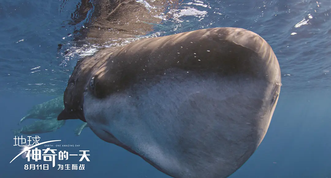 地球：神奇的一天剧照1