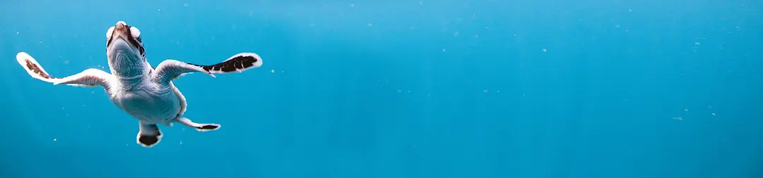 龟女士的奥德赛剧照1