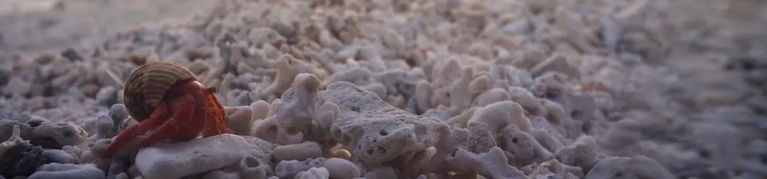 龟女士的奥德赛剧照2