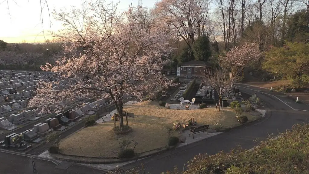 纪实72小时 树木葬 樱花树下来见你剧照2