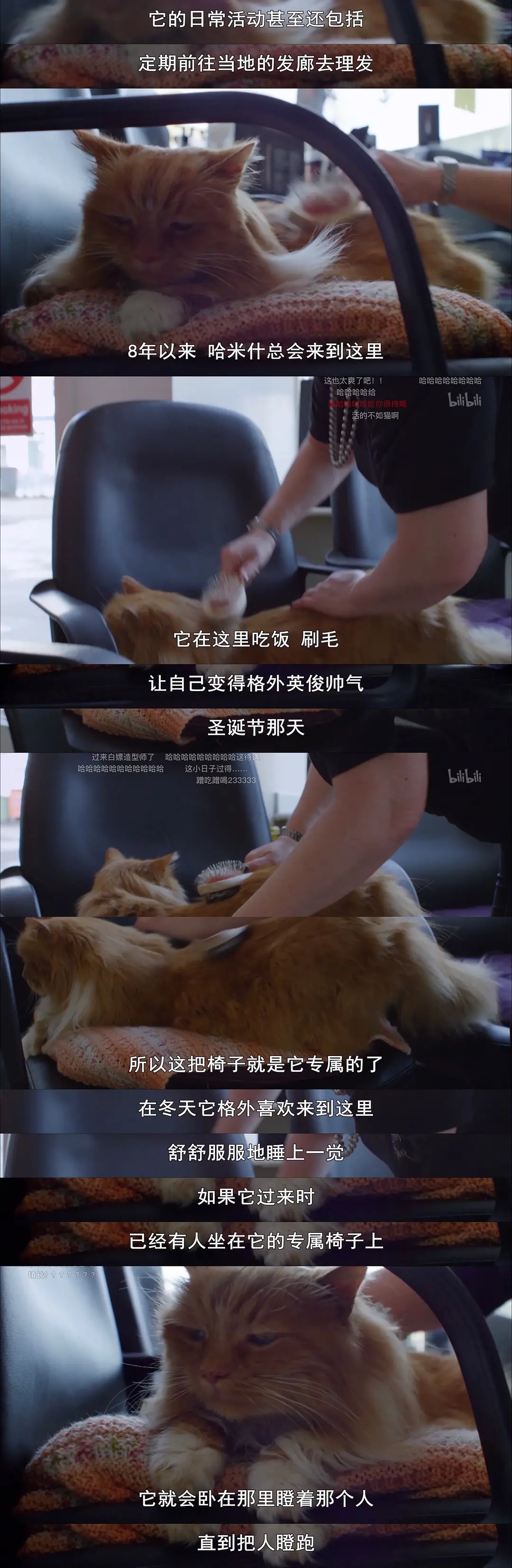 猫的秘密生活剧照2