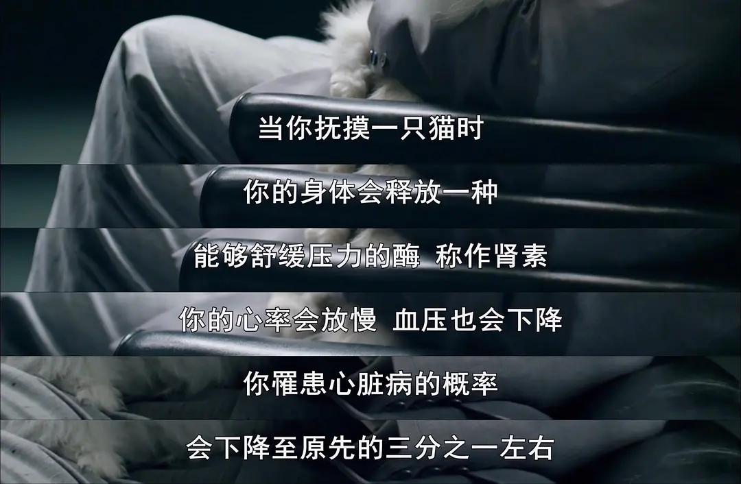 猫的秘密生活剧照3